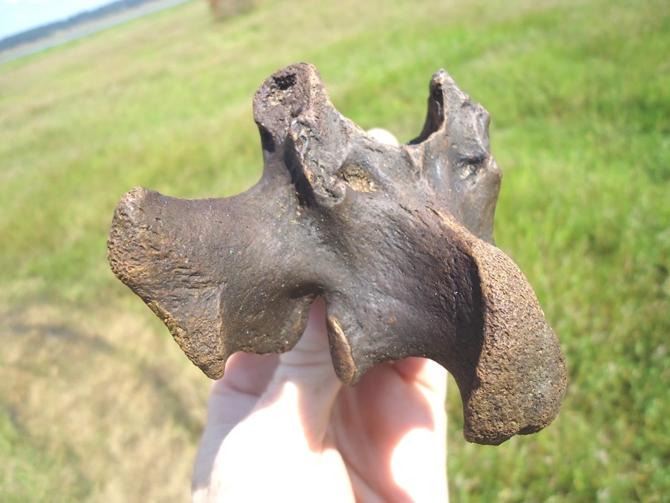 Large image 3 Excellent Sloth Thoracic Vertebra