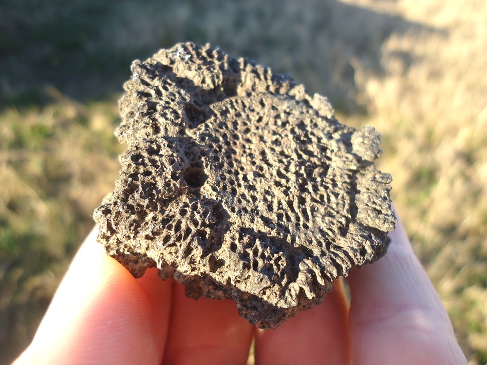 Large image 1 Impressive Super Thick Glyptodon Scute