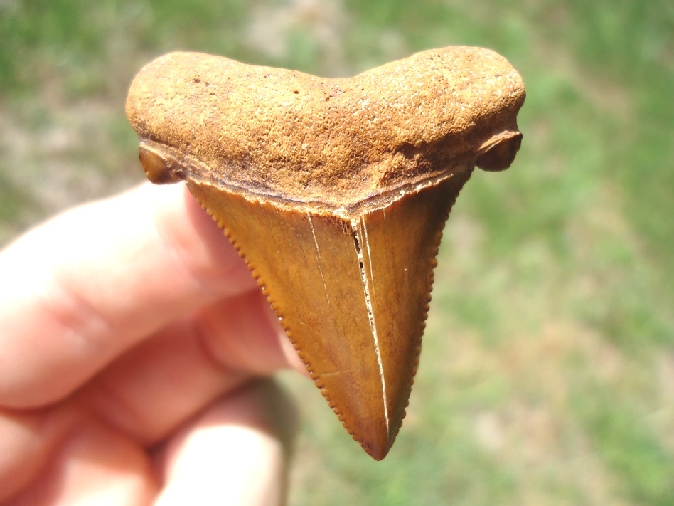 Beautiful Burnt Orange Auriculatus Shark Tooth | Shark | FOSSILS ...