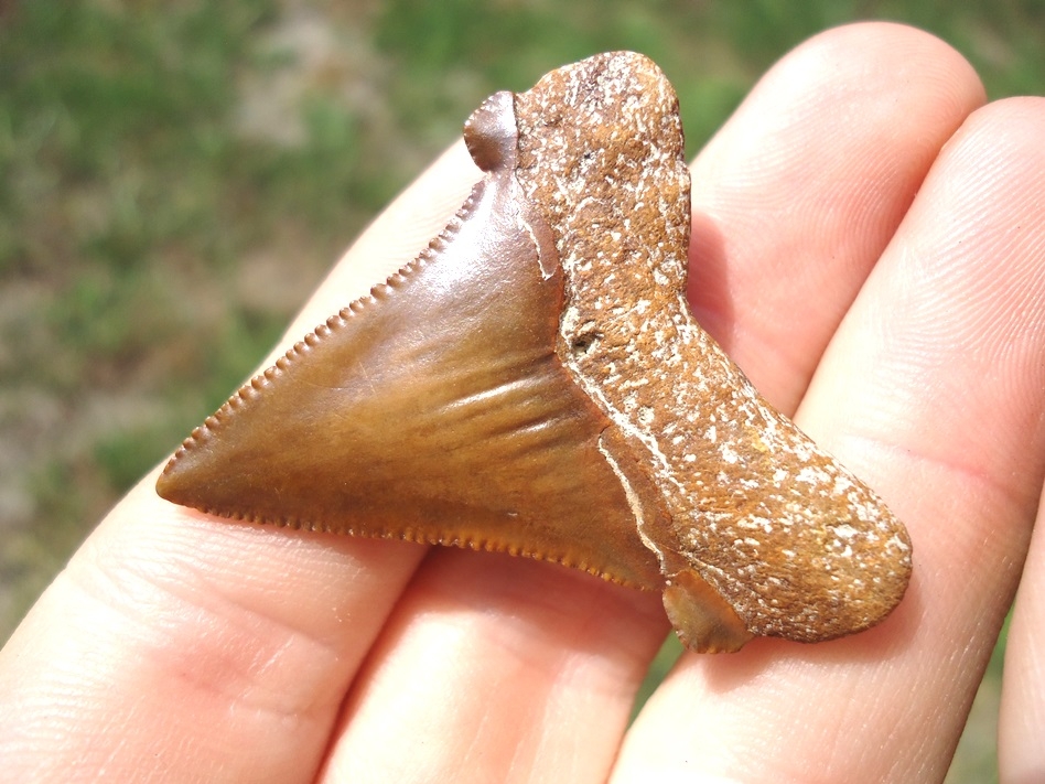 Beautiful Burnt Orange Auriculatus Shark Tooth | Shark | FOSSILS ...