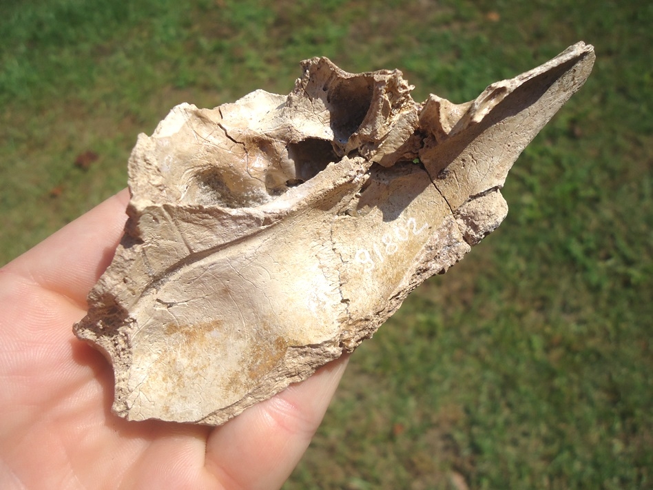 Large image 3 Gorgeous Spectacled Bear Maxilla with Three Teeth