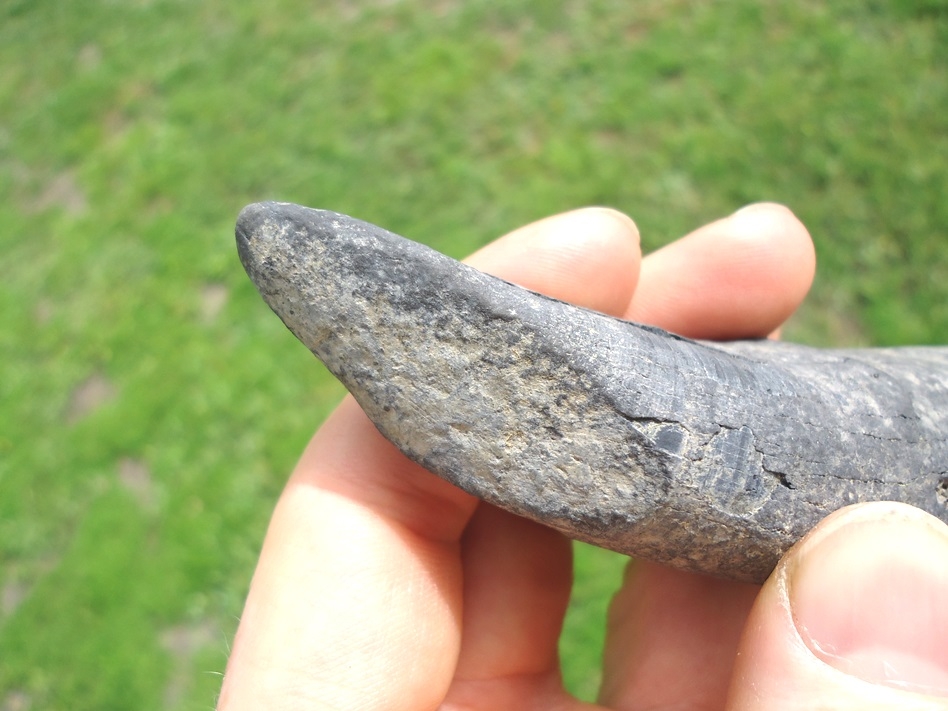 Large image 3 Very Nice Sperm Whale Tooth with Unique Wear Pattern