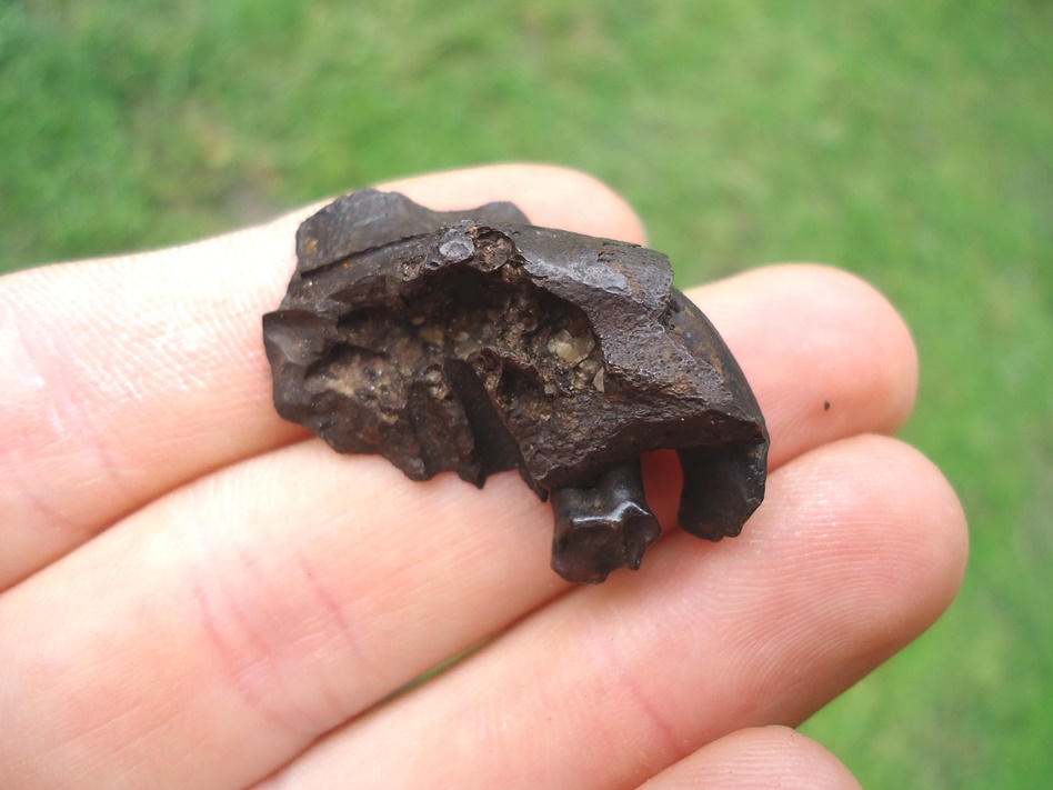 Large image 1 Section of Undescribed Oreodont Premaxilla with Canine Intact