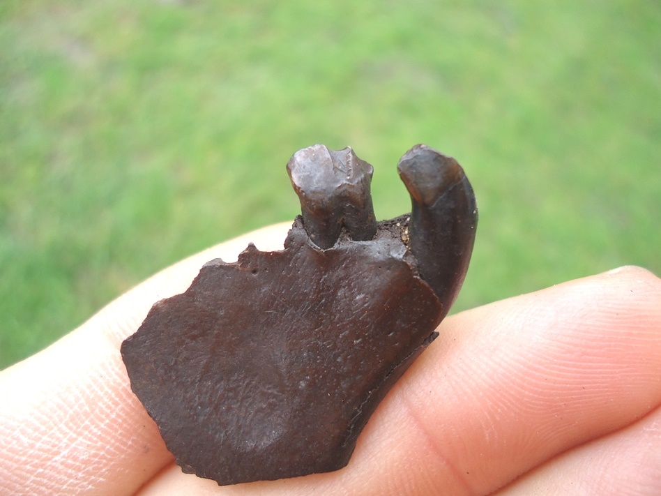 Large image 2 Section of Undescribed Oreodont Premaxilla with Canine Intact