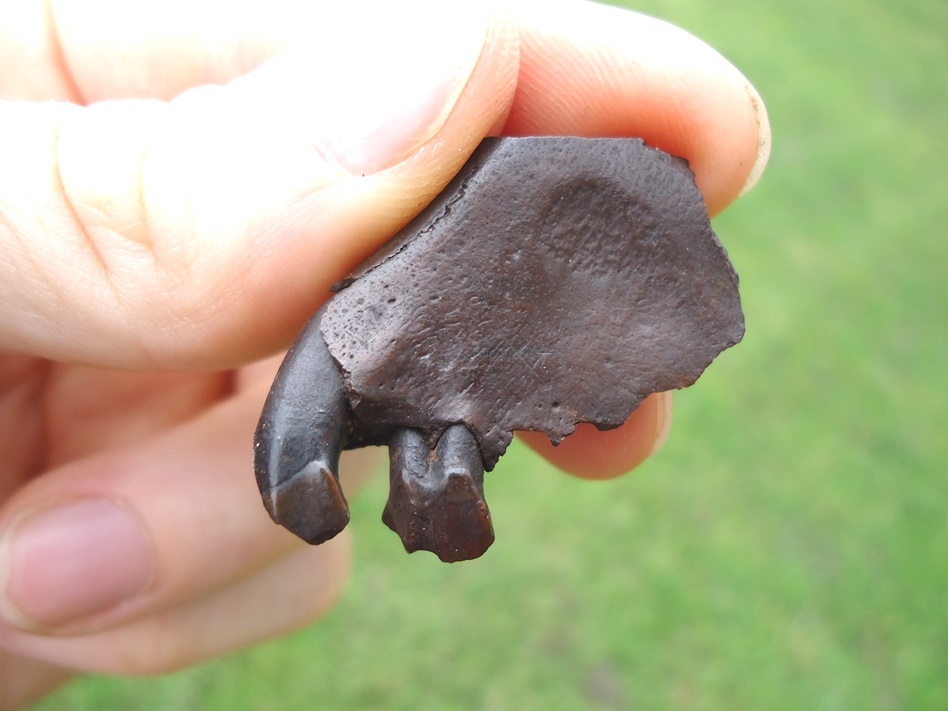 Large image 3 Section of Undescribed Oreodont Premaxilla with Canine Intact