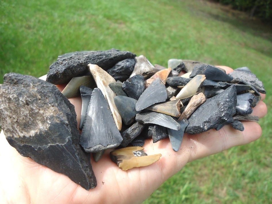 Large image 1 Half Pound Handful of Shark Teeth 4