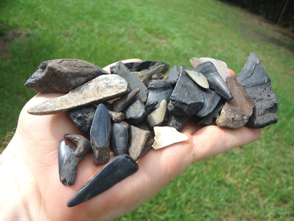 Large image 1 Half Pound Handful of Shark Teeth 8