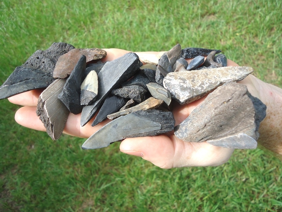 Large image 2 Half Pound Handful of Shark Teeth 8