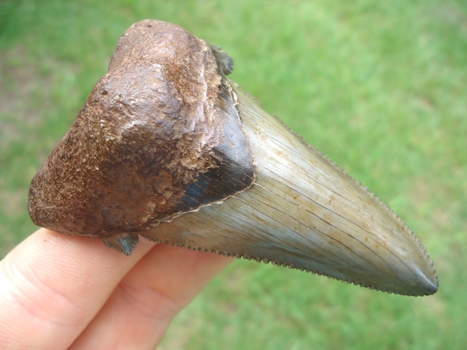 Large image 2 Awesome Green Auriculatus Shark Tooth