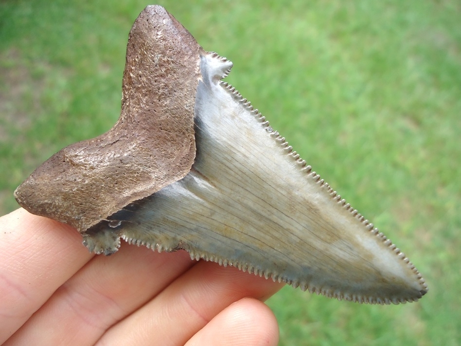 Large image 3 Awesome Green Auriculatus Shark Tooth