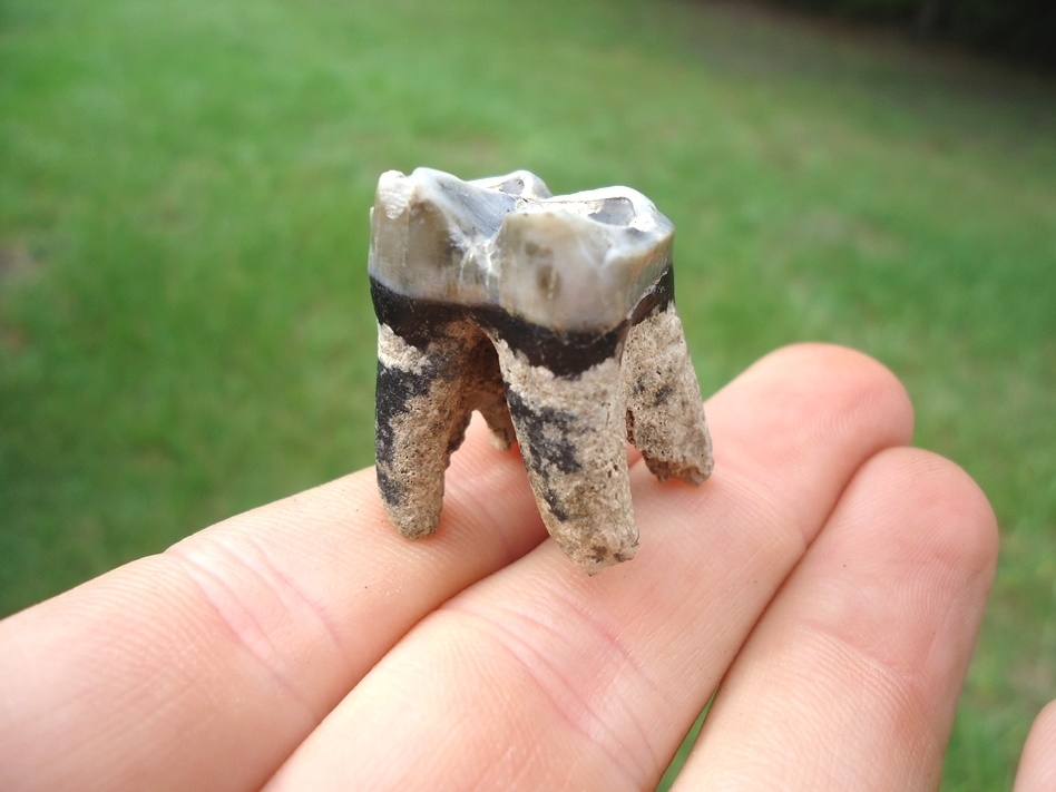 Large image 3 Fully Rooted Tapir Lower Molar