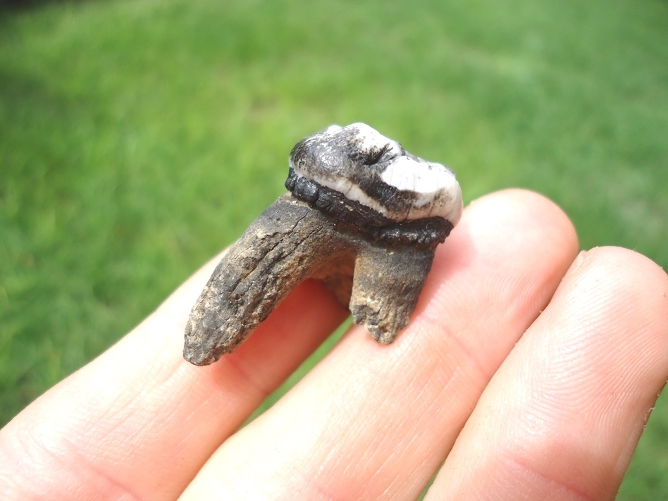 manatee tooth