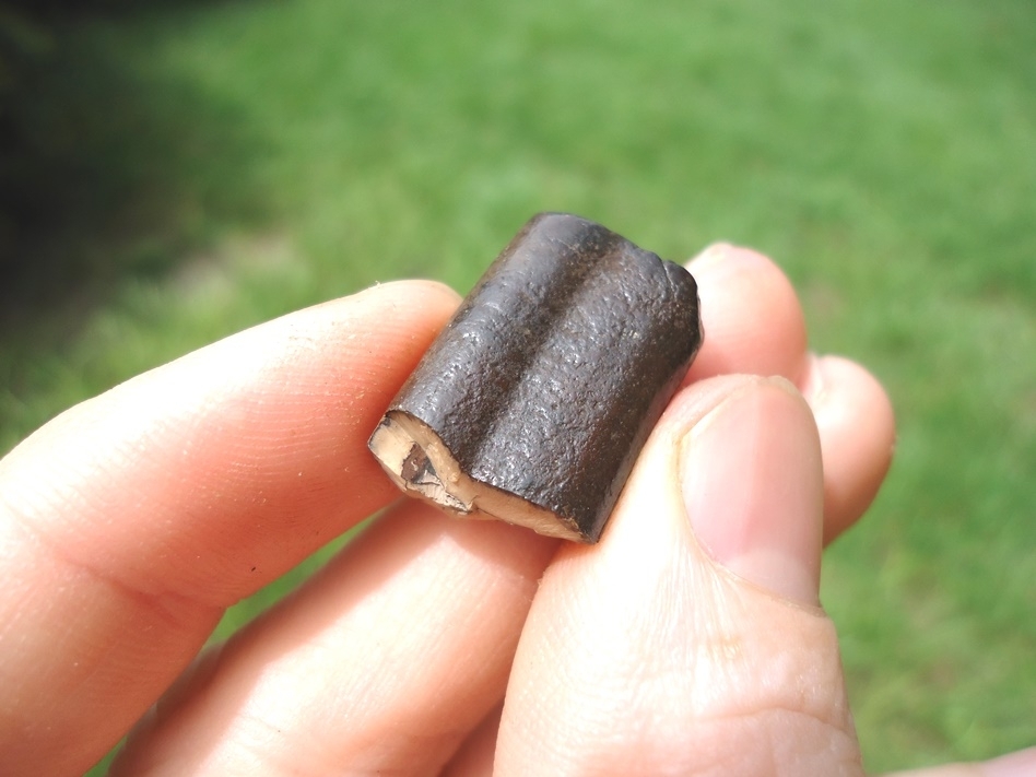 Large image 3 Uncommon Giant Armadillo Tooth