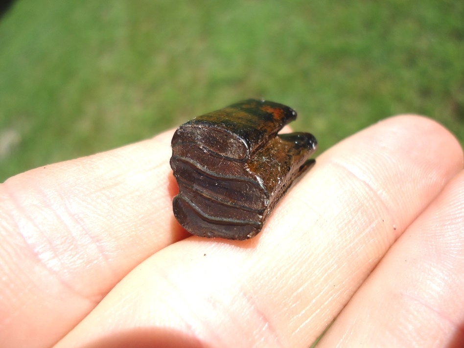 Large image 1 Uncommon Giant Beaver Molar