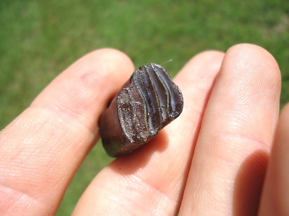 Large image 3 Uncommon Giant Beaver Molar