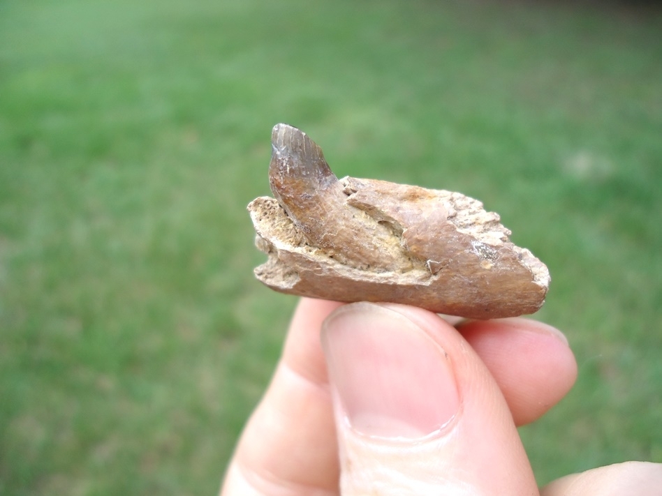 Beyond Rare Three-toed Horse Symphysis From Thomas Farm Site 