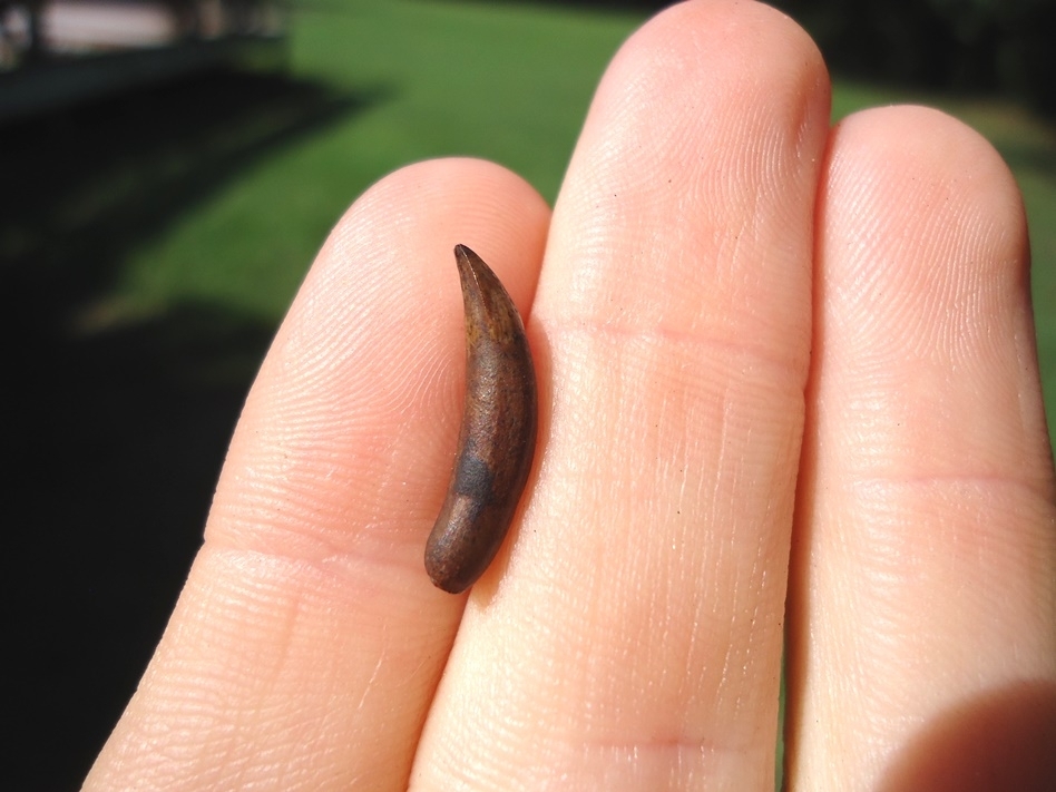 Large image 1 Very Rare Miocene Extinct Alligator Tooth