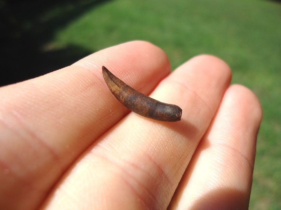 Large image 2 Very Rare Miocene Extinct Alligator Tooth