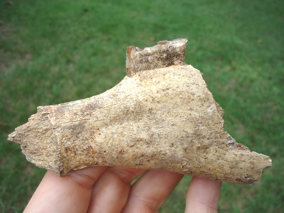 Large image 1 Awesome Three-Toed Horse Mandible Section with Perfect Tooth