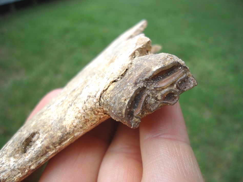 Large image 2 Awesome Three-Toed Horse Mandible Section with Perfect Tooth