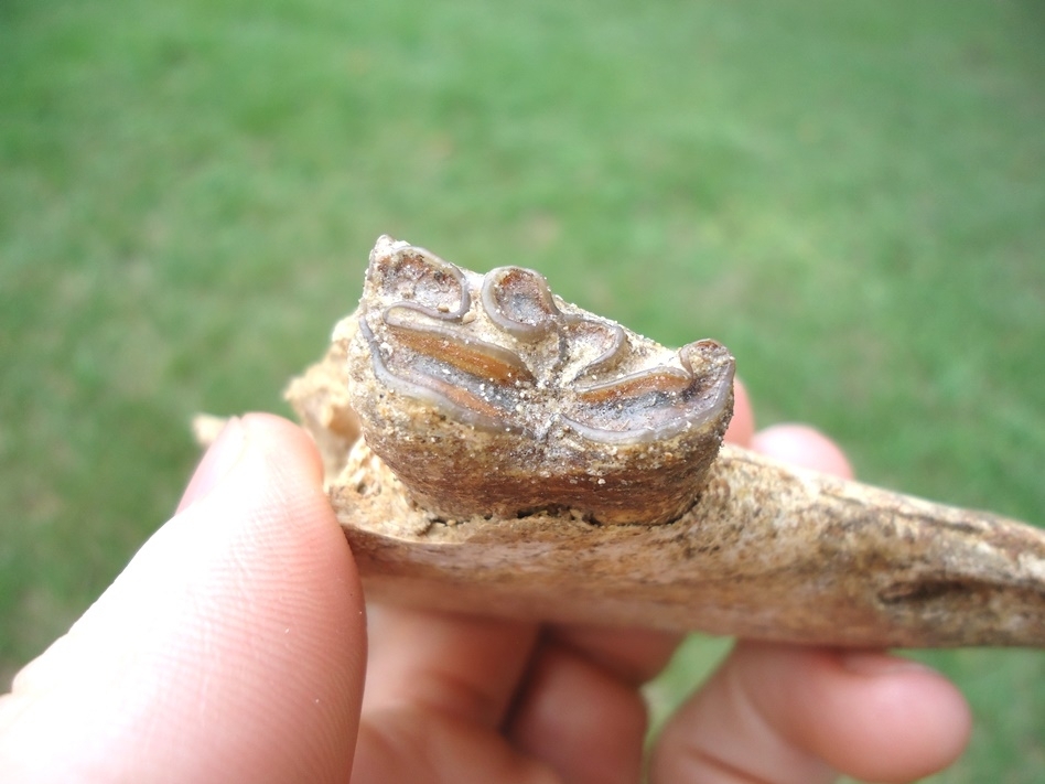 Large image 3 Awesome Three-Toed Horse Mandible Section with Perfect Tooth