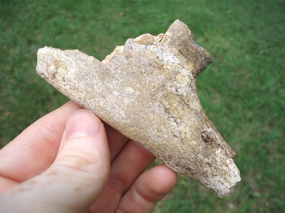 Large image 4 Awesome Three-Toed Horse Mandible Section with Perfect Tooth