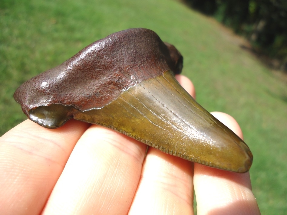 Large image 4 Gorgeous Green Suwannee River Auriculatus Shark Tooth