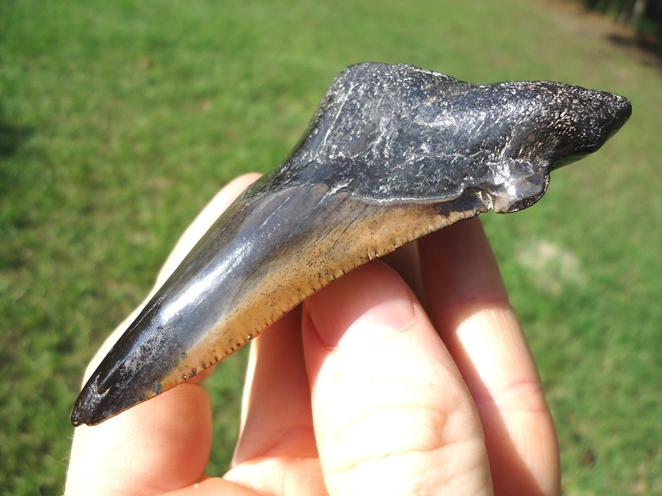 Large image 3 Large 3 1/2'  Auriculatus Shark Tooth