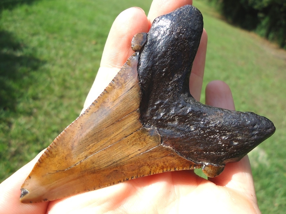 Large image 4 Large 3 1/2'  Auriculatus Shark Tooth