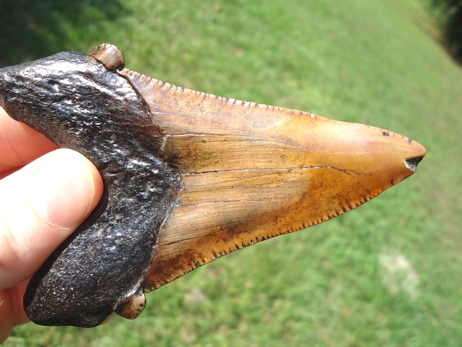 Large image 5 Large 3 1/2'  Auriculatus Shark Tooth