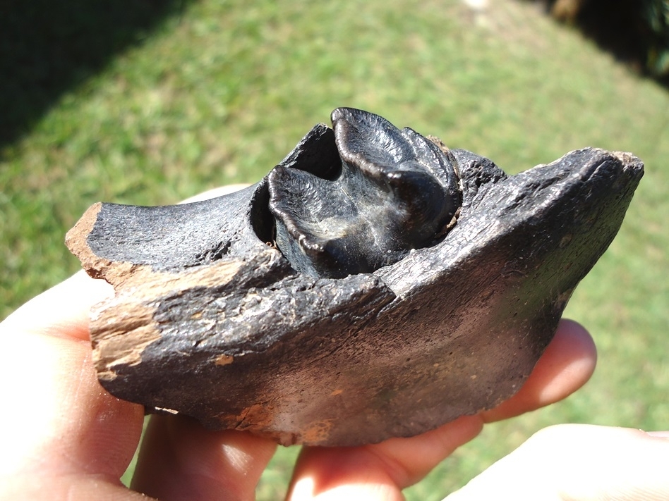 Large image 1 Nice Tapir Mandible with Perfect Molar