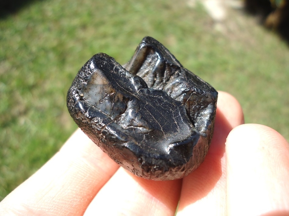 Large image 3 Excellent Juvenile Mastodon Tooth