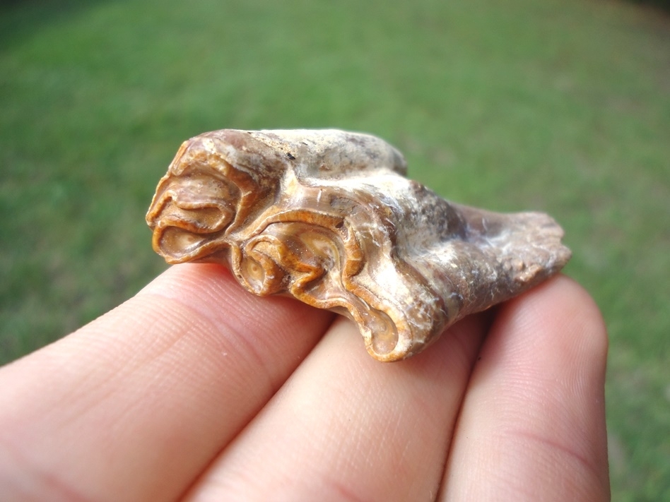 Large image 3 Excellent Three-Toed Horse Tooth with Unique Wear Pattern