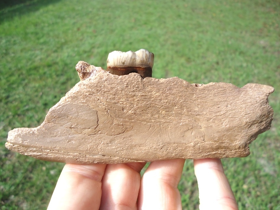 Large image 1 Superb Spectacled Bear Jaw with Molar Intact