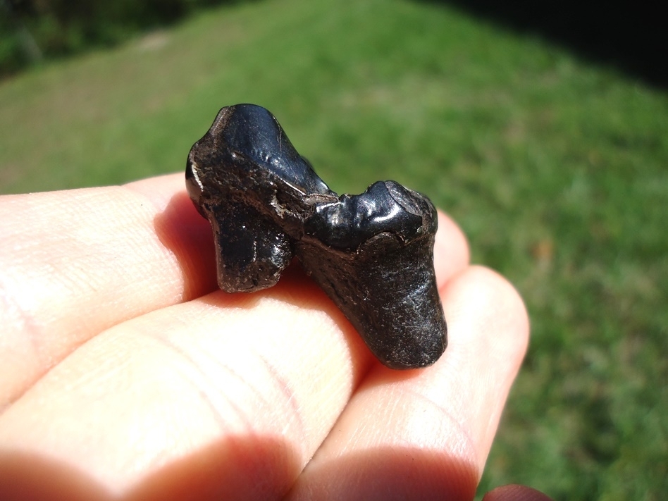 Large image 4 Glossy Black Dire Wolf Upper Molar