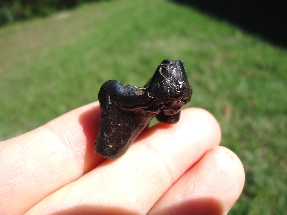 Large image 5 Glossy Black Dire Wolf Upper Molar