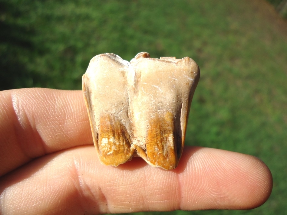 tooth