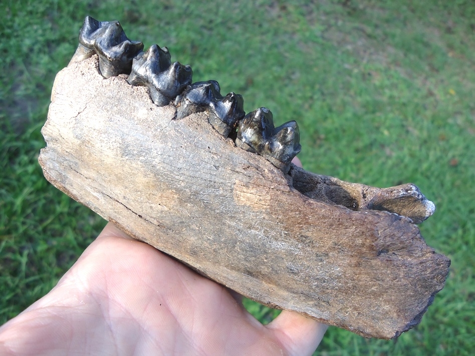 Large image 5 Large Tapir Mandible with Four Teeth Intact