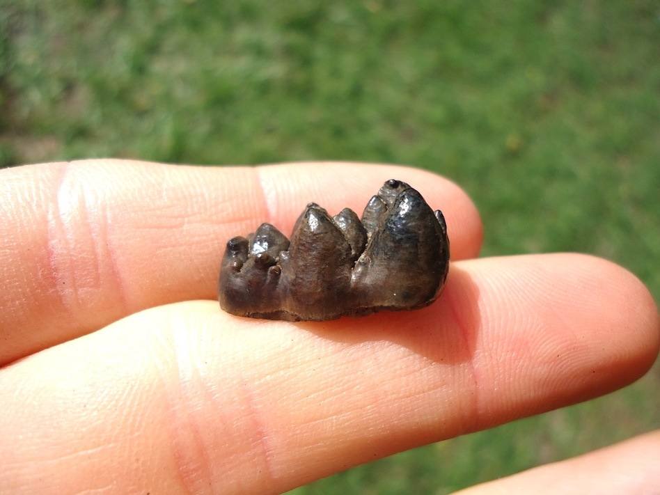 Large image 1 Choice Peccary Lower Molar