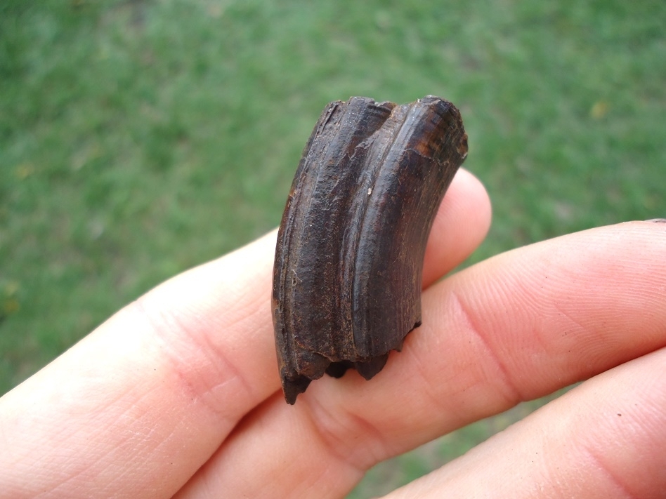 Large image 1 Quality Giant Beaver Molar