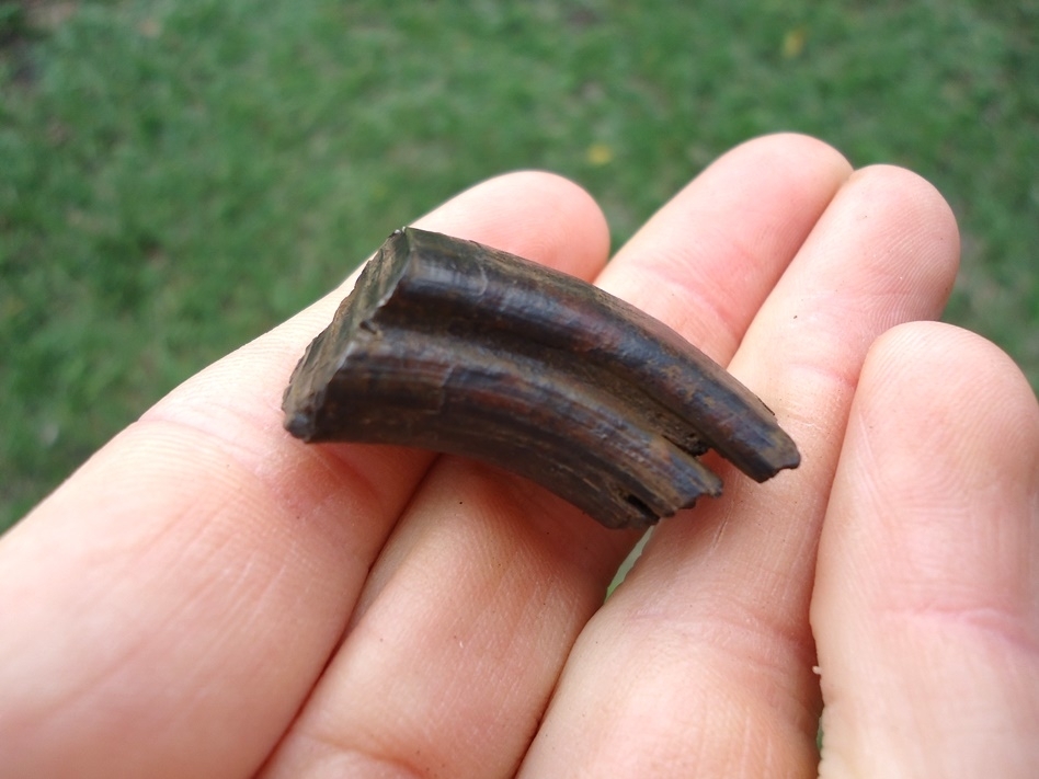 Large image 3 Quality Giant Beaver Molar