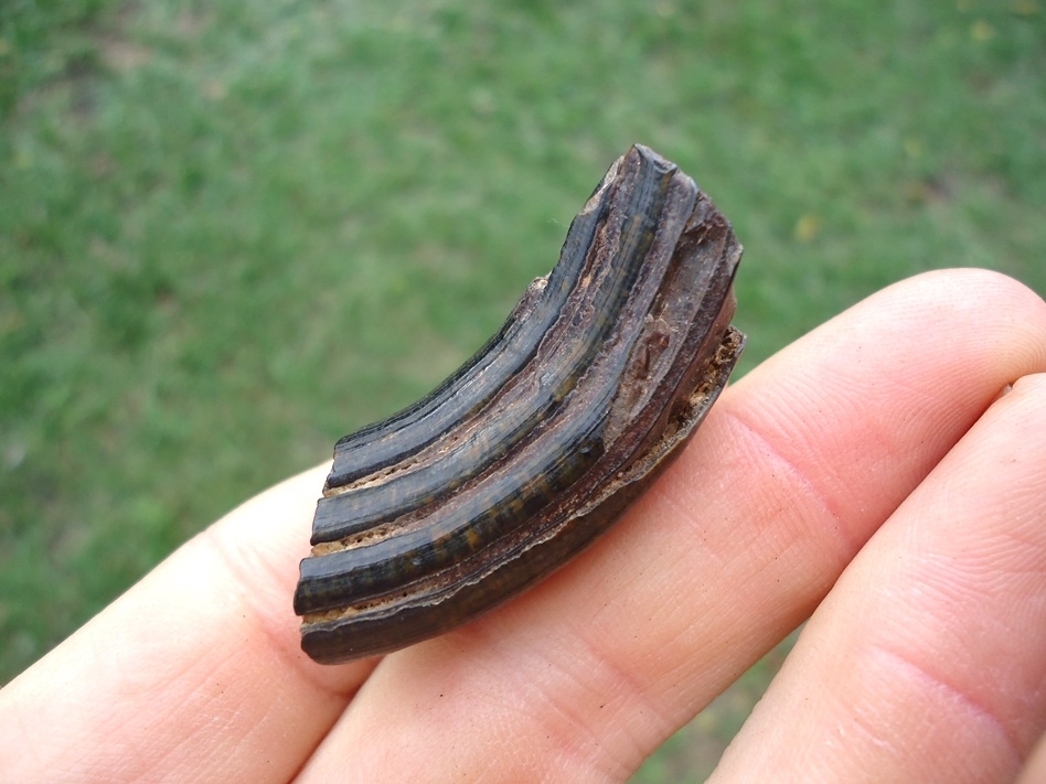 Large image 4 Excellent Giant Beaver Molar