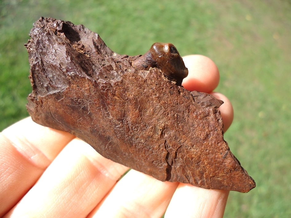 Large image 4 Beyond Rare Undescribed Giant Bear Dog Mandible with One Tooth