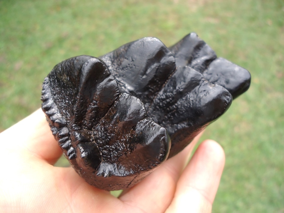 Large image 3 Sweet Jet Black Juvenile Mastodon Tooth