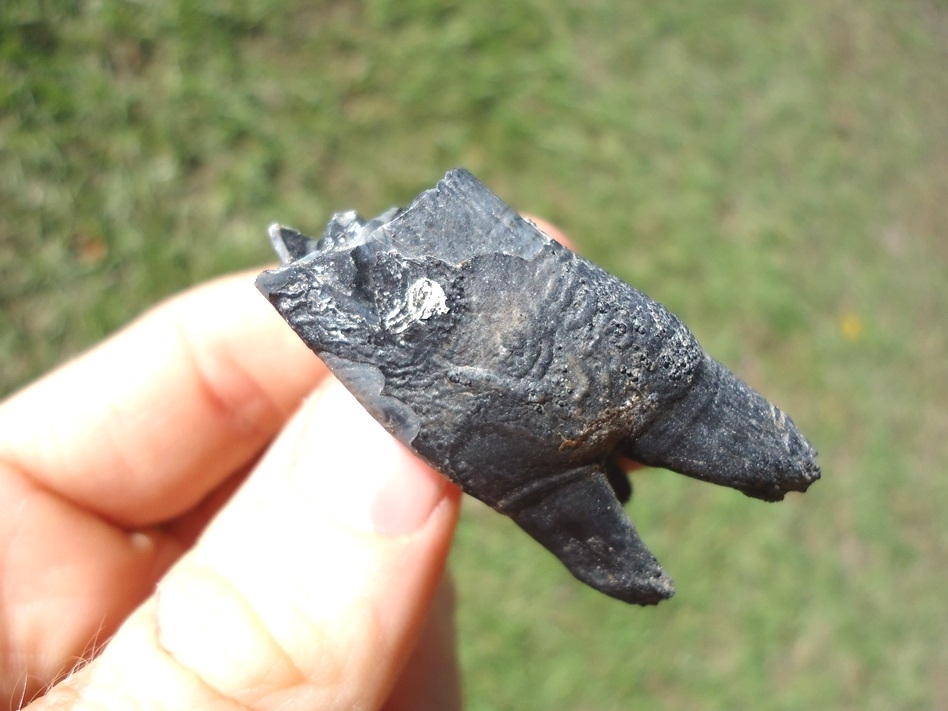 Large image 4 Immaculate Llama Molar from Leisey Shell Pit