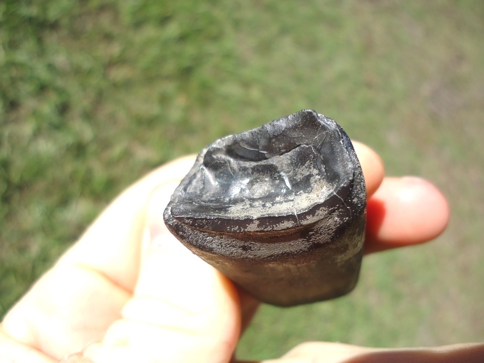 Large image 2 Excellent Sloth Tooth Coated in Pyrite