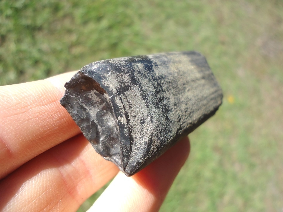 Large image 3 Excellent Sloth Tooth Coated in Pyrite