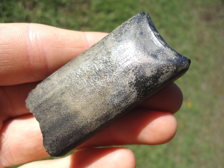 Large image 4 Excellent Sloth Tooth Coated in Pyrite