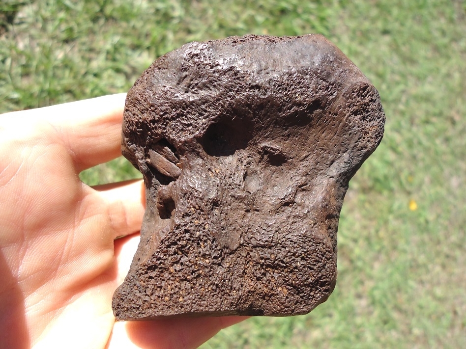 Large image 1 Awesome Mastodon Toe Bone