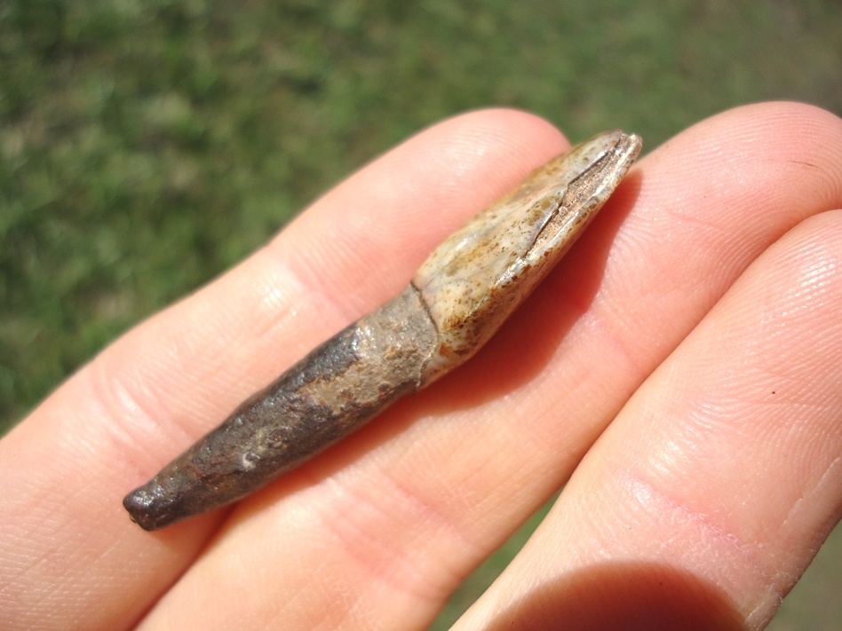 Large image 3 Top Quality Camel Incisor with Speckled Enamel